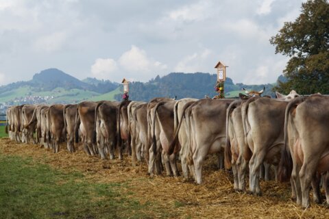 cattle-show-1703268