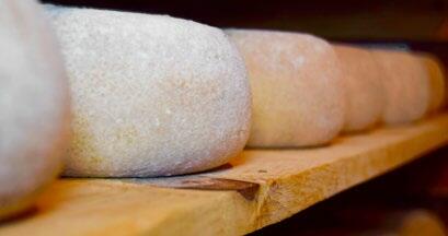 Du bon fromage d’alpage aussi avec un nombre élevé de cellules