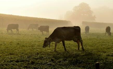 Macht die Herbstweide die Kühe auch fruchtbarer?