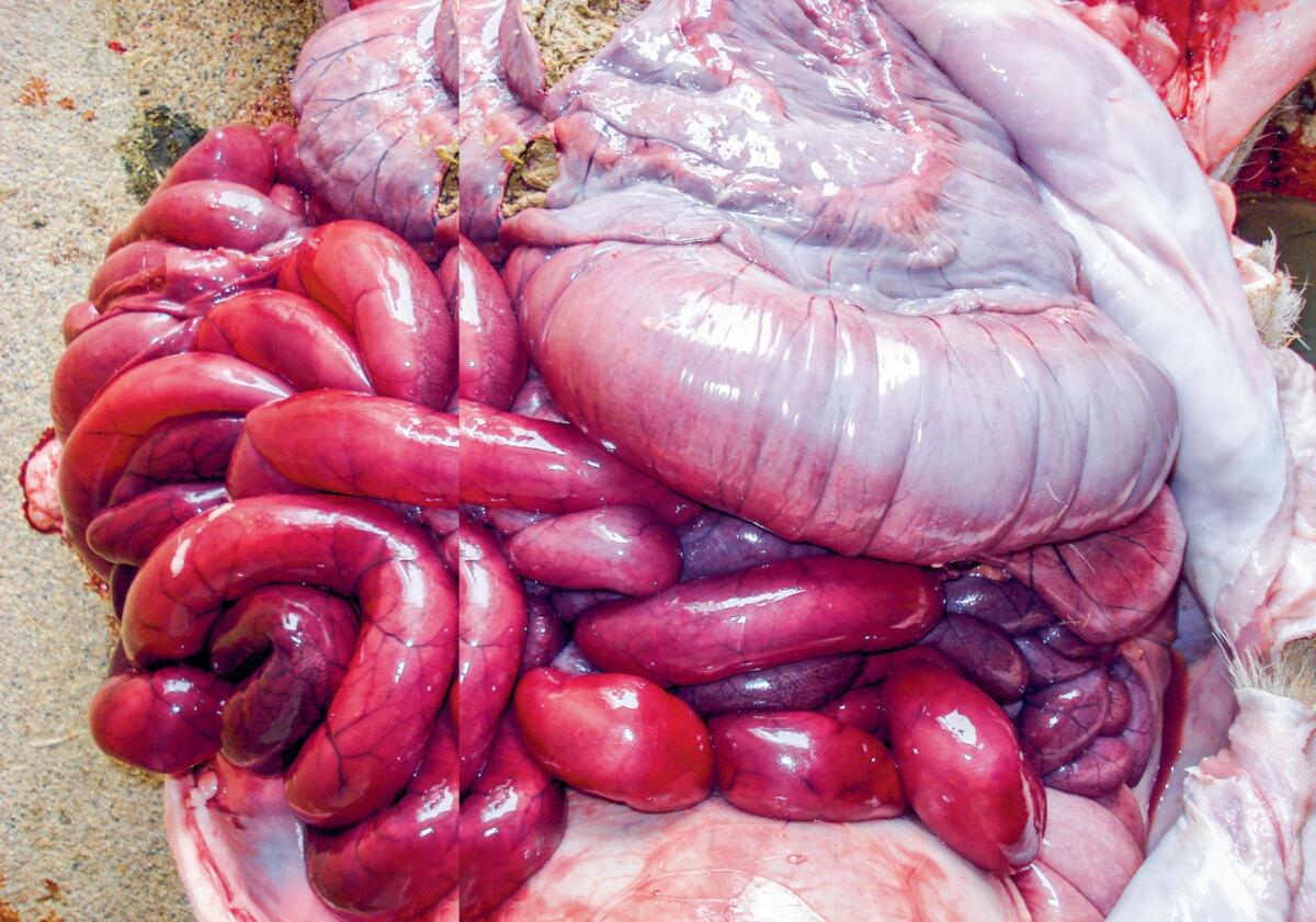 Typische Ver&#xE4;nderungen bei einer Darmdrehung. Durch den Blutr&#xFC;ckstau dunkelrot verf&#xE4;rbte Darmw&#xE4;nde und hervortretender Blinddarm.