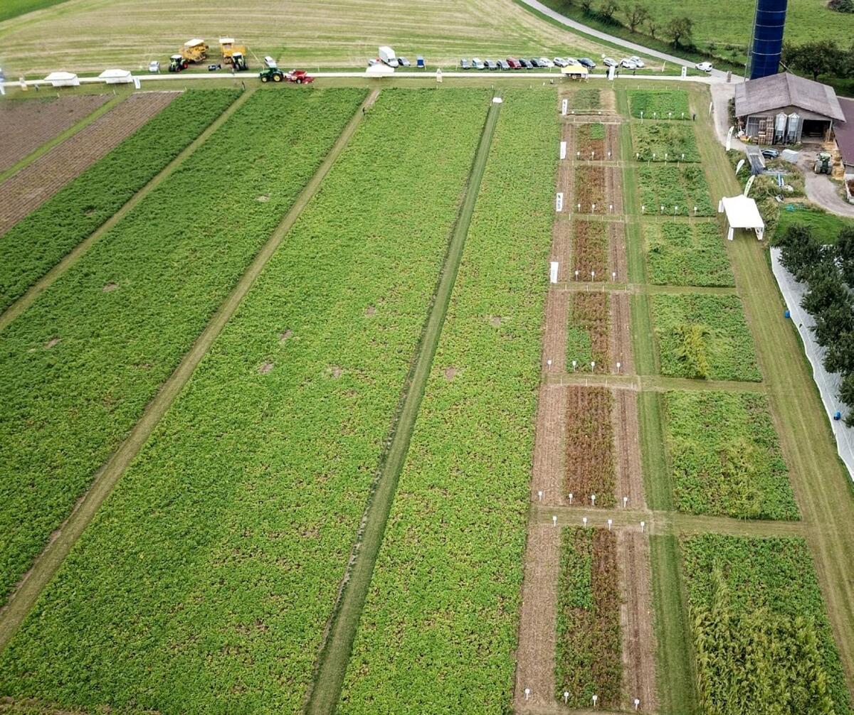 Die Versuchsfl&#xE4;che der Kartoffelplattform erstreckte sich &#xFC;ber
f&#xFC;nf Hektaren.