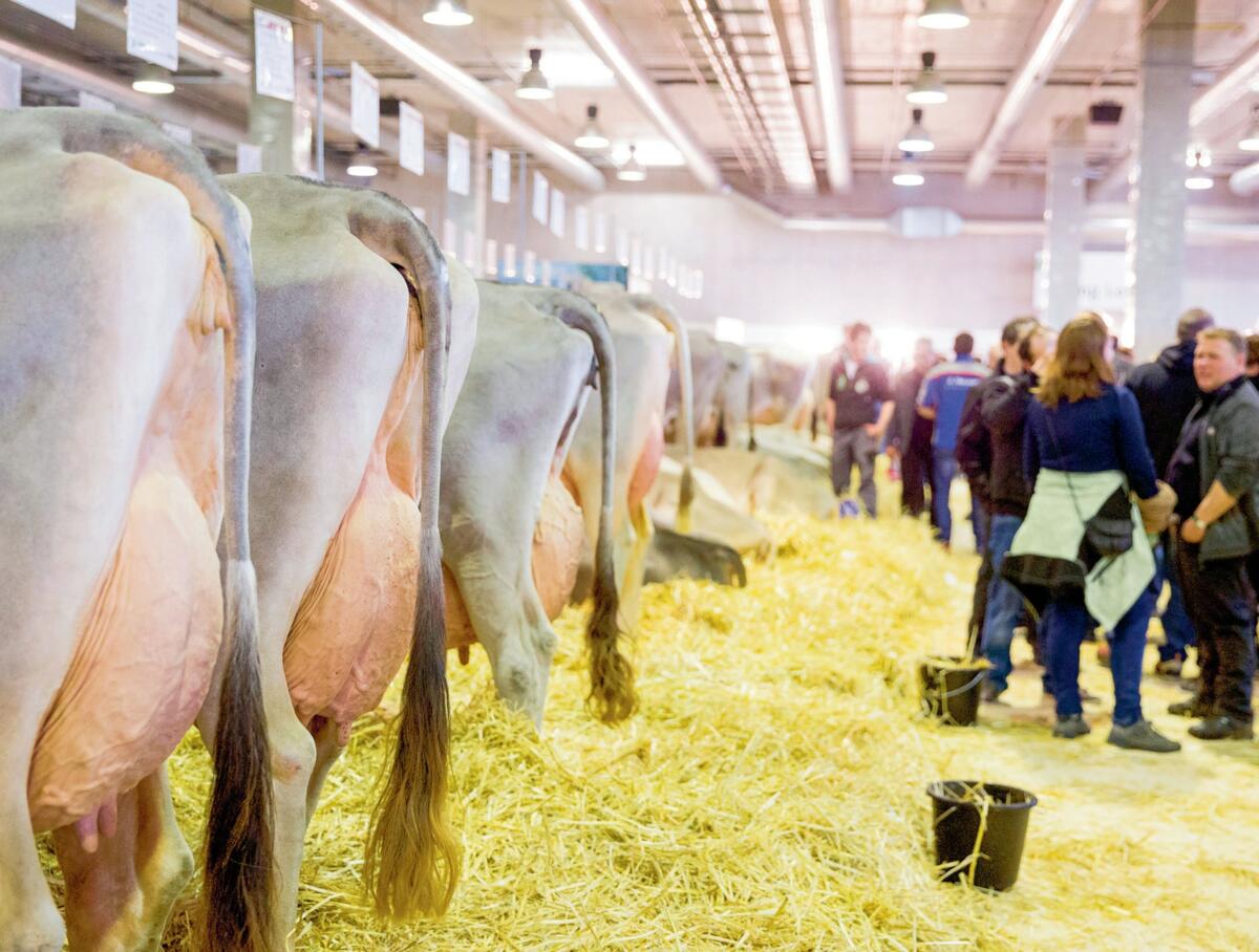 En plus des expositions d&#x2019;animaux, le salon fait la part belle au machinisme agricole.