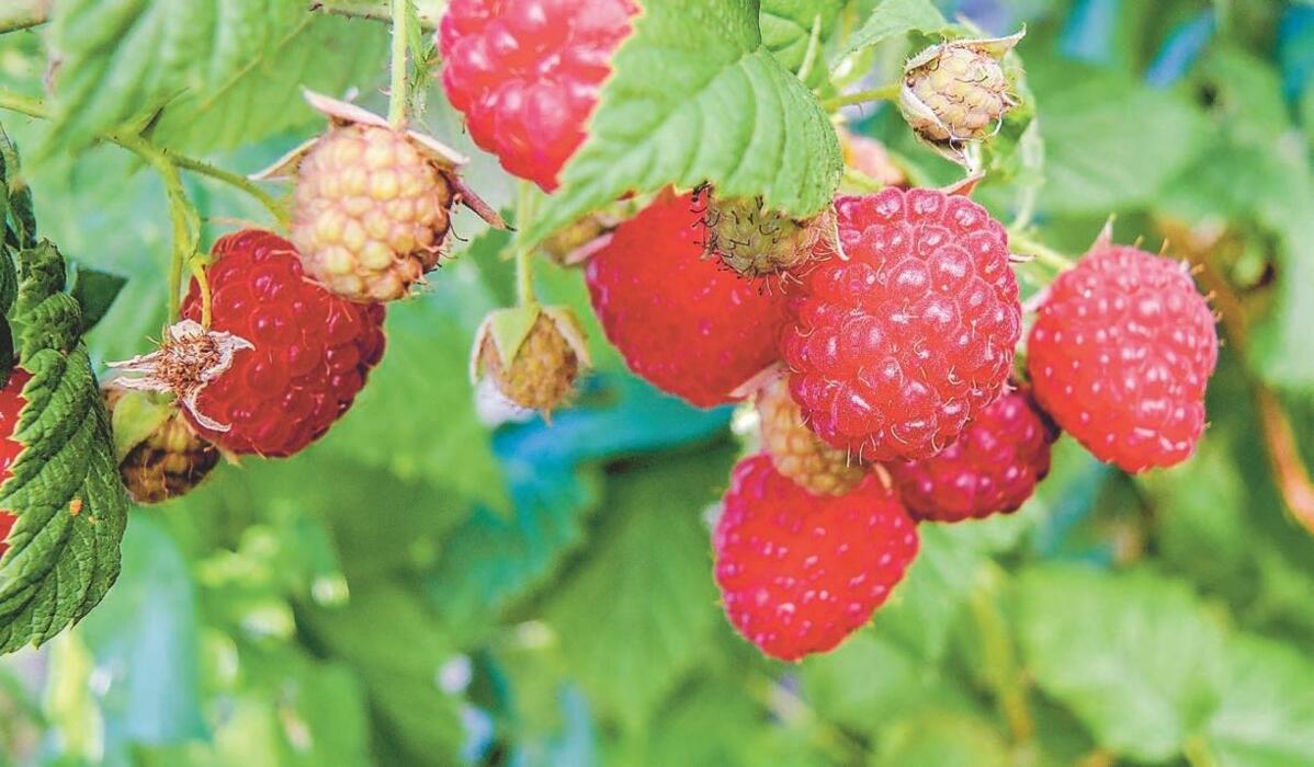 En 2017, la chaux est autoris&#xE9;e pour lutter contre la drosophile du cerisier dans les framboises et d&#x2019;autres cultures.