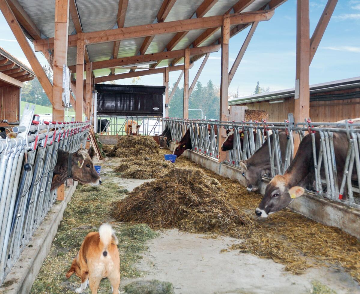 Hanspeter Renggli f&#xFC;hrt einen Betrieb mit Jungviehaufzucht,
Mastschweinen und Milchk&#xFC;hen.