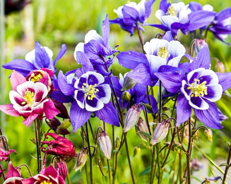 Belle fantaisie: les ancolies fleurissent sous de multiples formes.