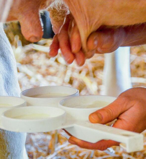 Die Zucht auf eine gute Eutergesundheit hat in den letzten Jahren an Bedeutung gewonnen.&#xA0;