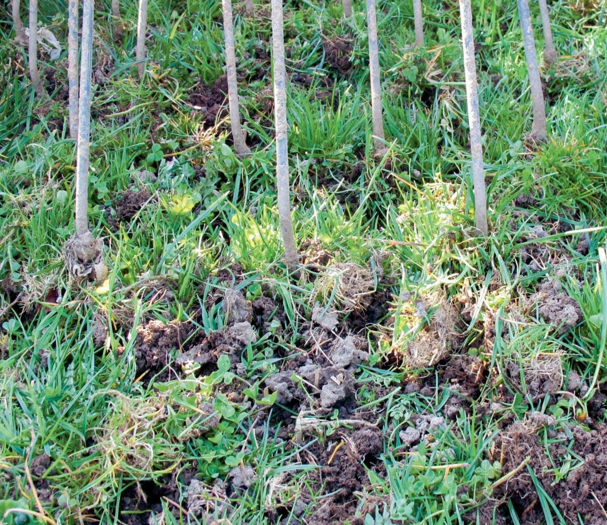 On voit bien ici comment travaille une &#xE9;trille.