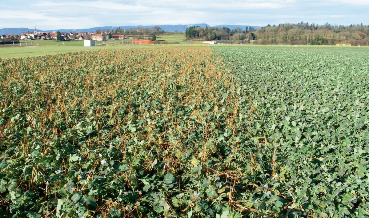Le mélange associé UFA Colza Fix gèle durant l’hiver (à gauche sur l’image).