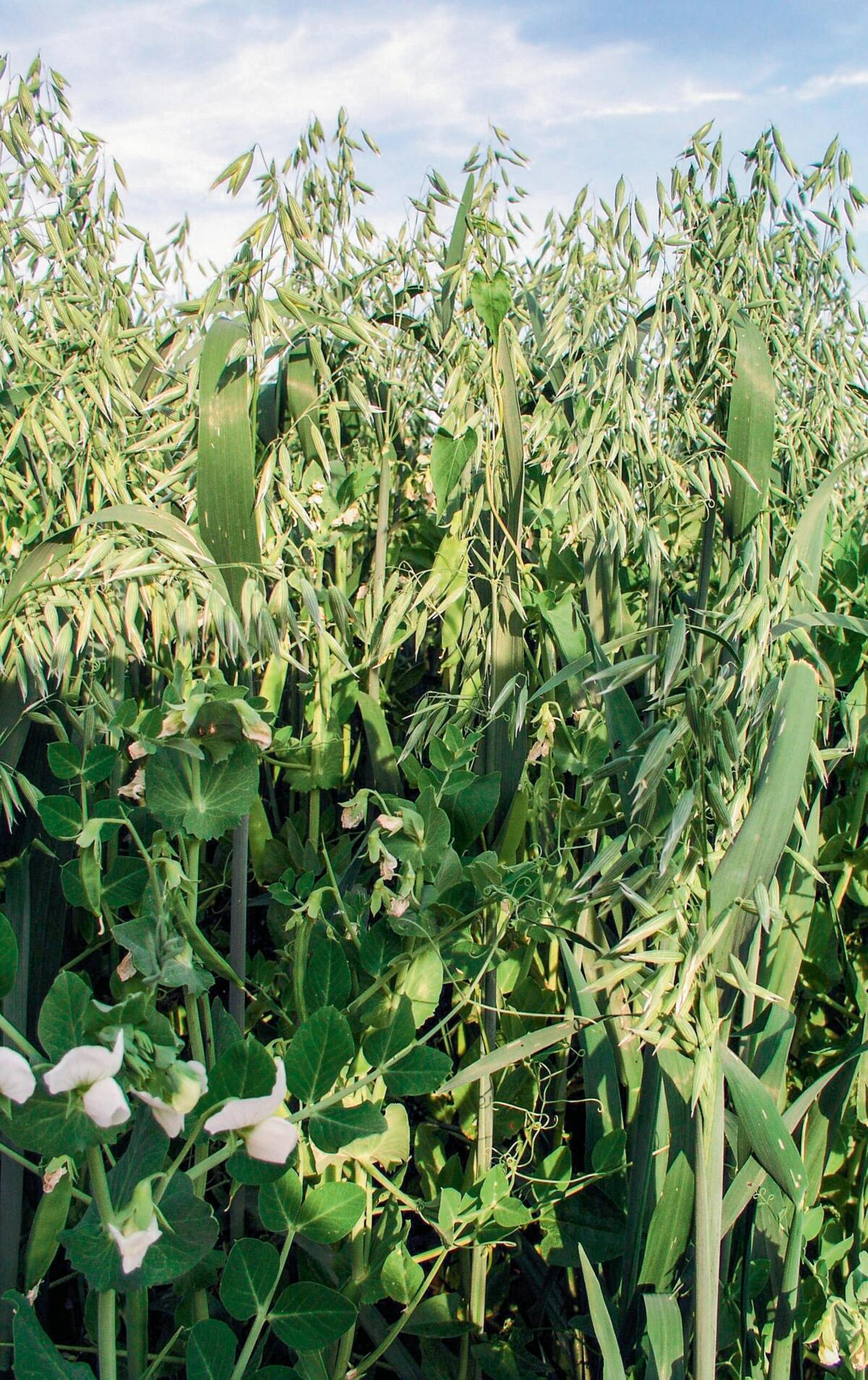 Culture mixte de pois et d’avoine