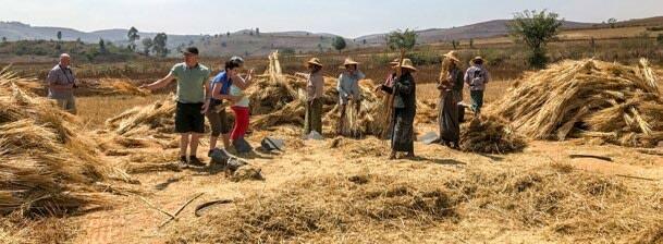 Les c&#xE9;r&#xE9;ales sont encore r&#xE9;colt&#xE9;es &#xE0; la main par les femmes, qui mettent du c&#x153;ur &#xE0; l&#x2019;ouvrage.