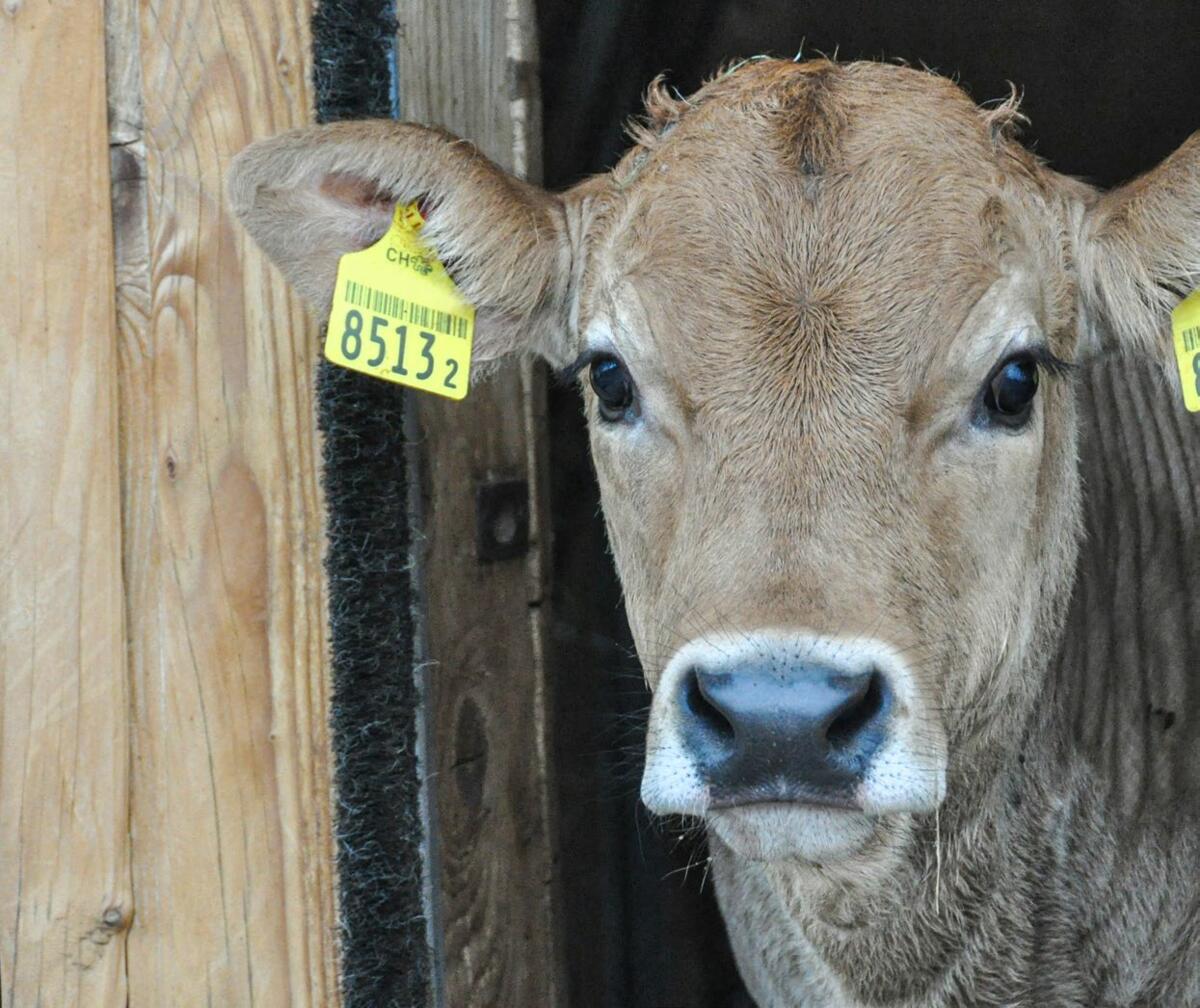 Früherkennung und richtig Handeln bei Kälberkrankheiten
