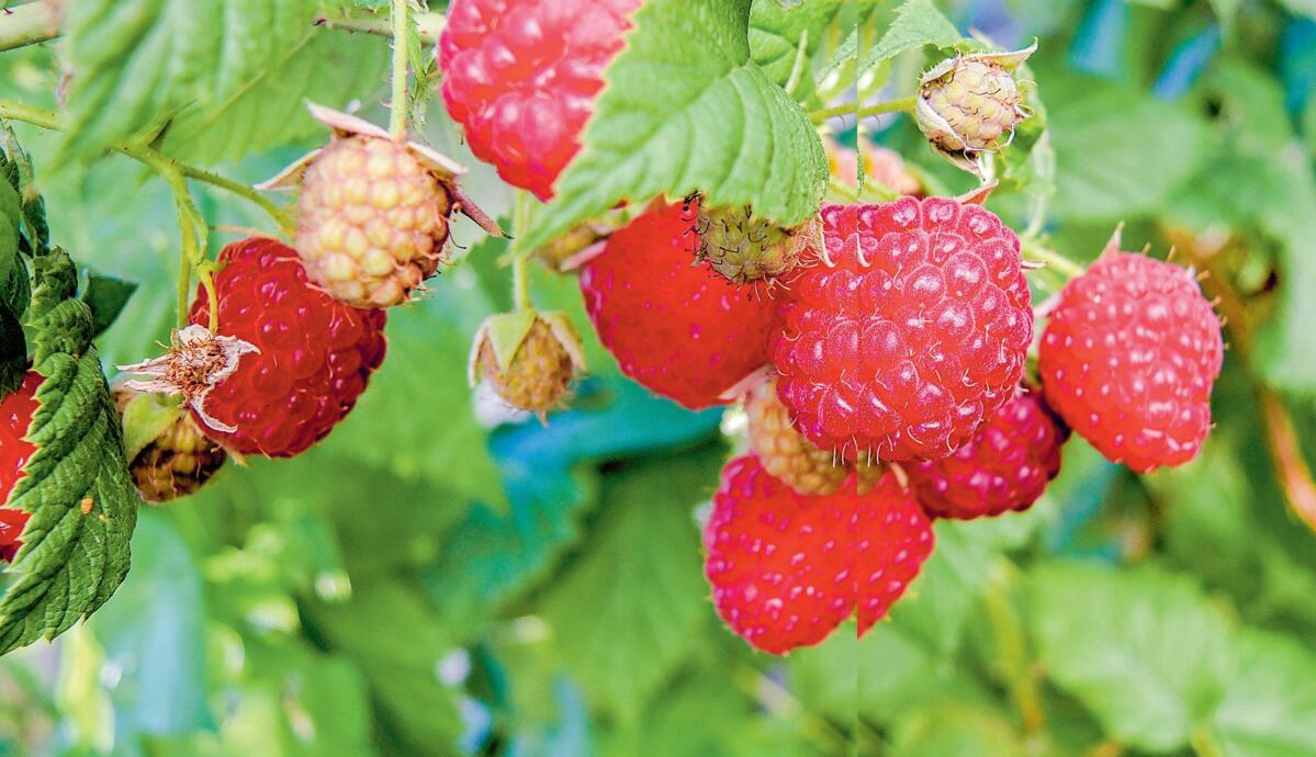 F&#xFC;r Himbeeren und andere Kulturen ist f&#xFC;r die Saison 2017 L&#xF6;schkalk zur Bek&#xE4;mpfung der Kirschessigfliege zugelassen.