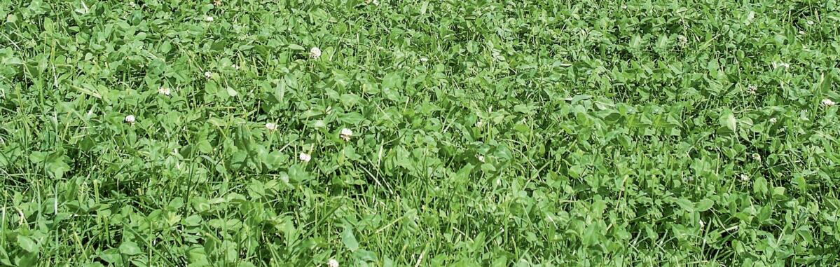 Breit abgestützte Futterbaumischungen sichern den Ertrag.