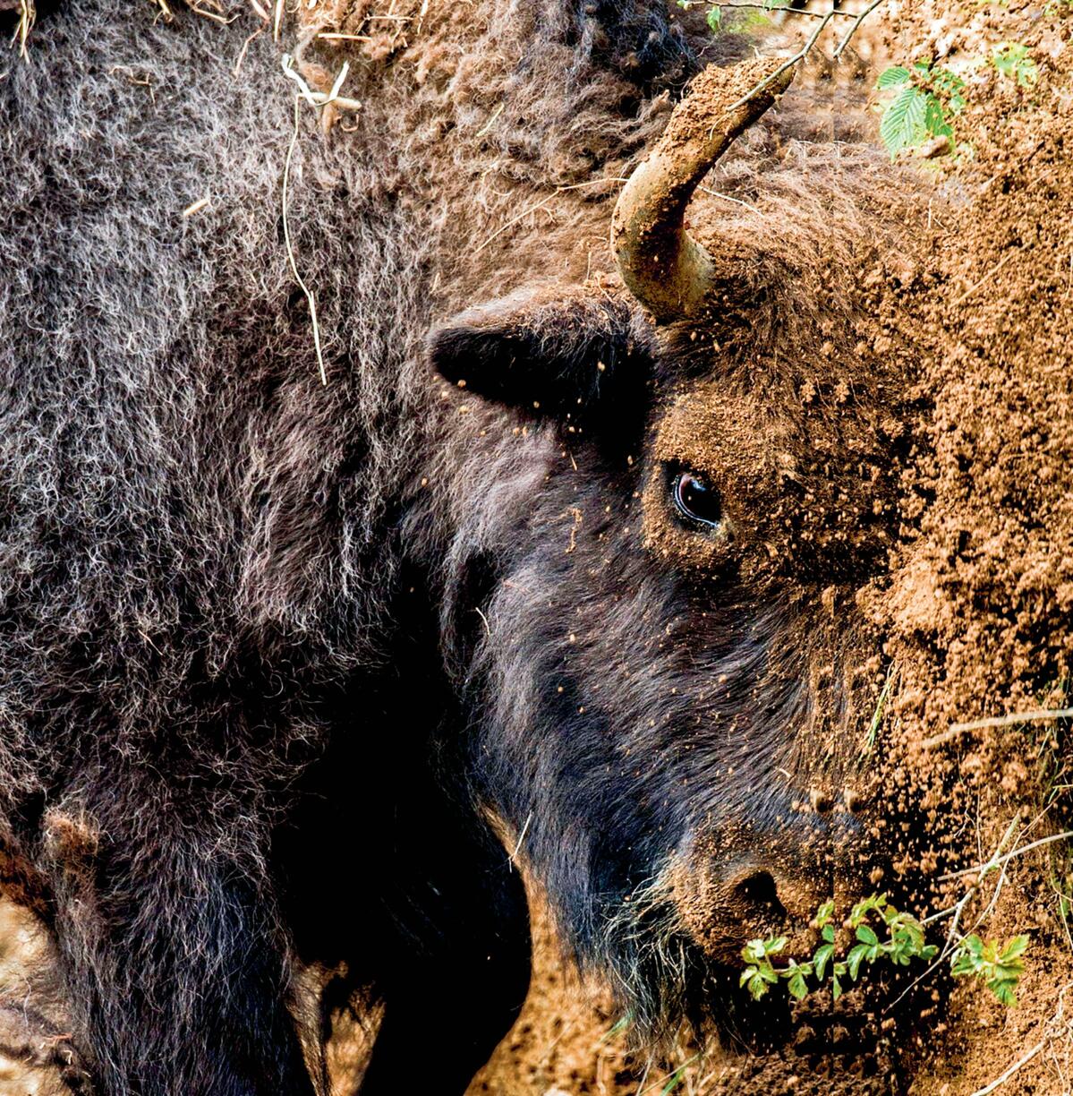 Ein Stier will die Herde mit arttypischem Imponiergehabe beeindrucken.