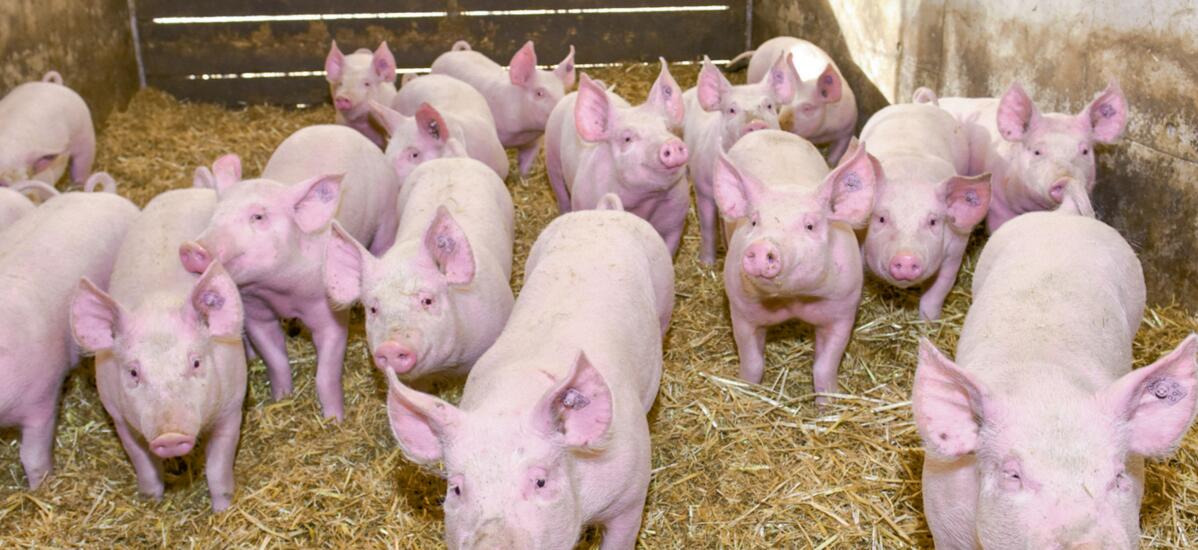 Une ration conforme aux phases de croissance: respectueuse des animaux et durable.