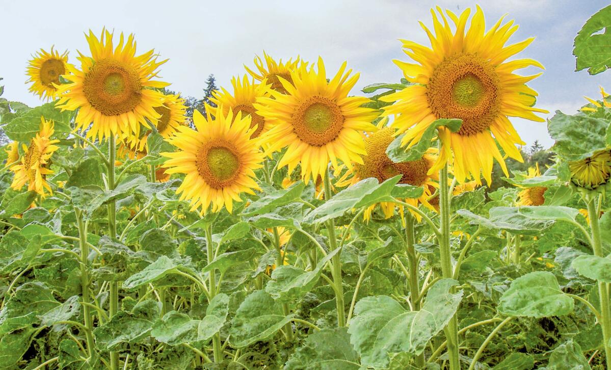 Tournesols en fleurs.&#xA0;