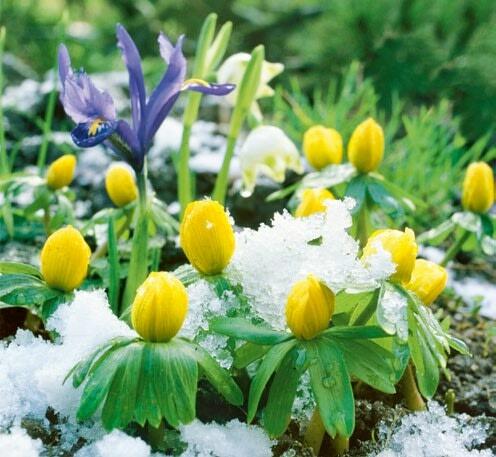 Tapfere Bl&#xFC;mchen: Winterling und Zwergiris bl&#xFC;hen


selbst bei Schnee und Eis.&#xA0;