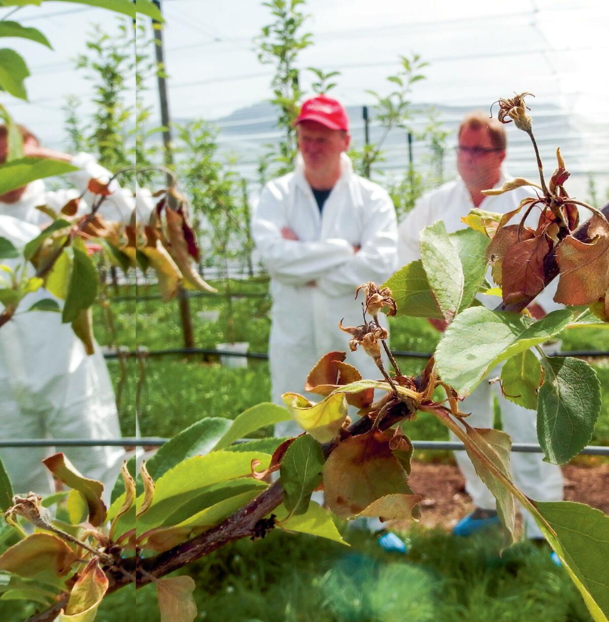 Versuchsbegehung in der eingenetzten Parzelle am Agroscope
Steinobstzentrum Breitenhof unter Einhaltung der Biosicherheits
vorschriften.