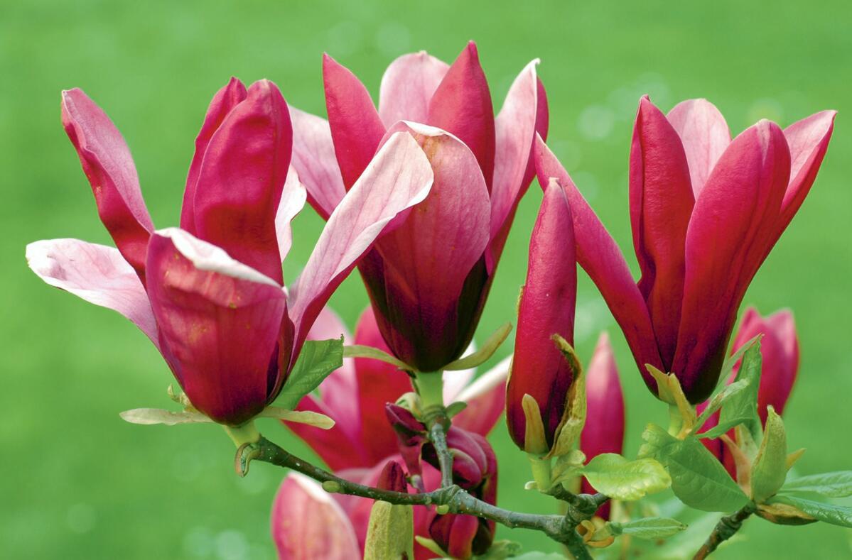 Le &#xAB;Nigra&#xBB;, tr&#xE8;s r&#xE9;sistant au gel, fleurit en mai &#x2013; et une seconde fois en automne.