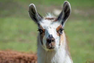 Les lamas peuvent-ils remplacer les chiens de protection des troupeaux ?