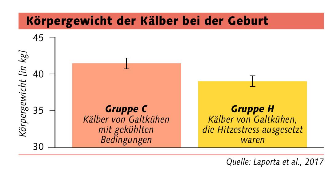 Hitzestress – Folgen für Kuh und Kalb