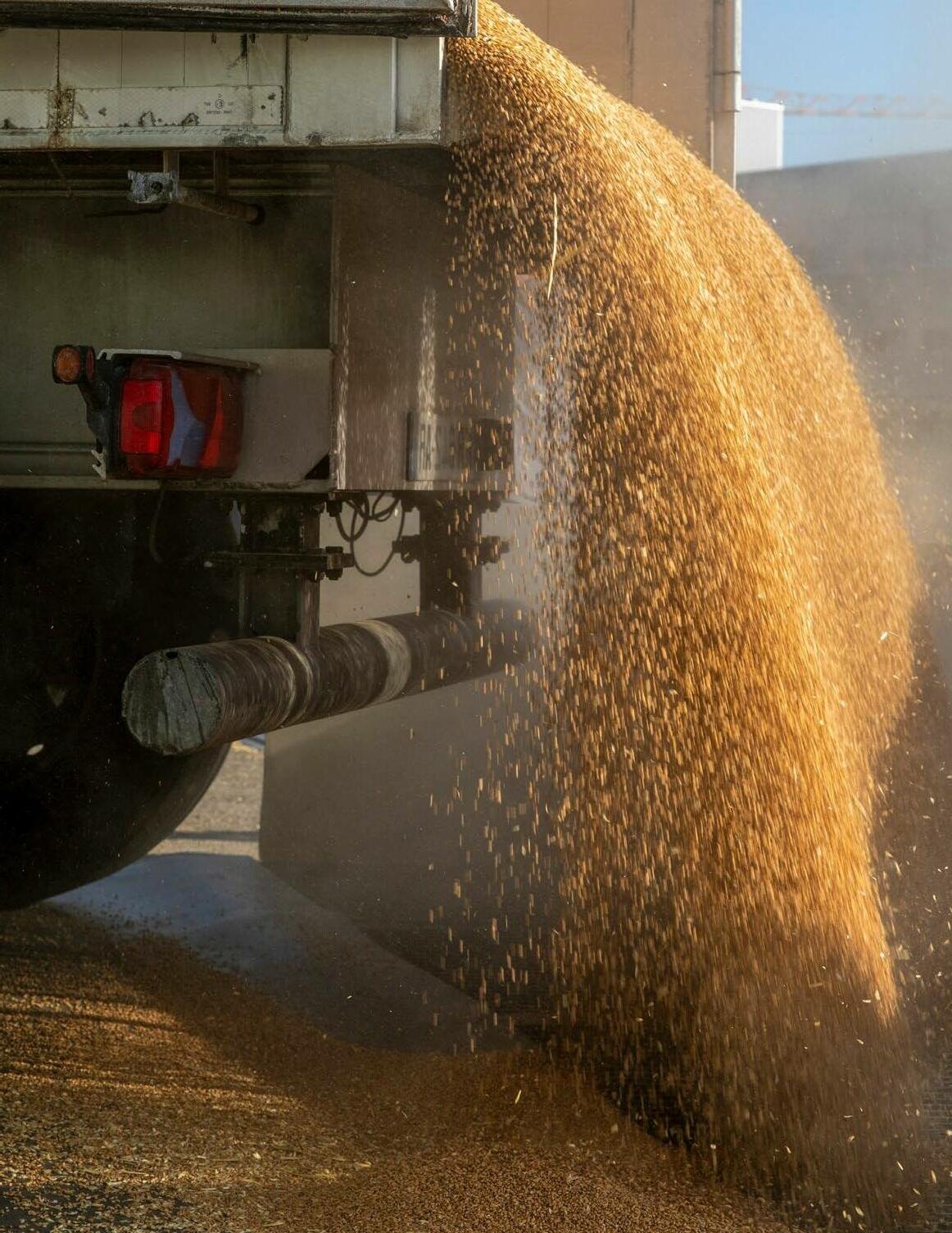 Versorgung für die Schweiz: Ein Lastwagen lädt 25 720 Kilogramm Weizen im Silo Olten ab.
