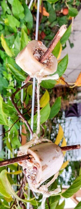 Alternativ kann die fertige Futtermischung auch in zugeschnittene Eierkartons oder WC-Papier-Rollen eingef&#xFC;llt werden.