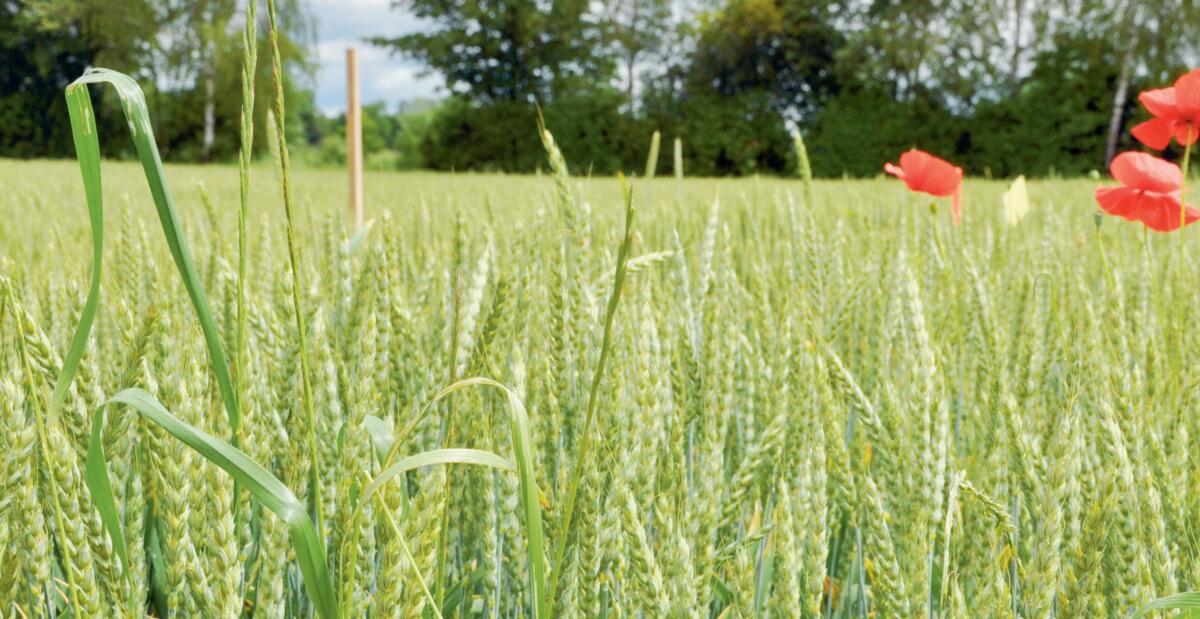 Le bl&#xE9; est la vari&#xE9;t&#xE9; de c&#xE9;r&#xE9;ale panifiable qui a le plus grand besoin en azote.