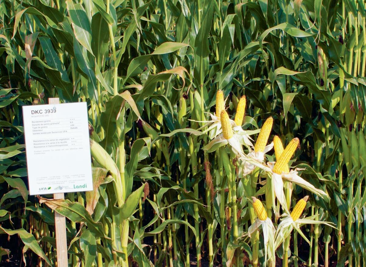 Les r&#xE9;sultats des essais de ma&#xEF;s grain et ensilage sont disponibles dans toutes les LANDI.&#xA0;