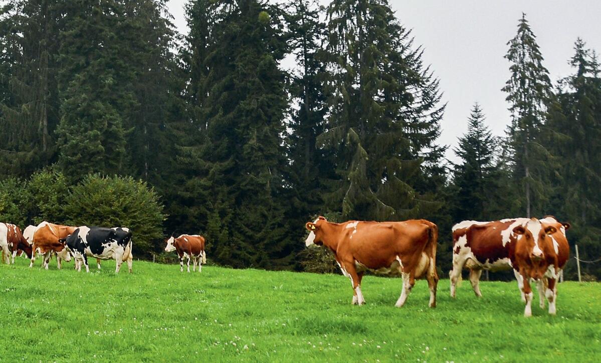 En Suisse, les vaches au p&#xE2;turage font partie du paysage et la majeure partie des&#xA0;


exploitations souscrivent au programme SRPA.&#xA0;