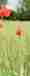 alt_text