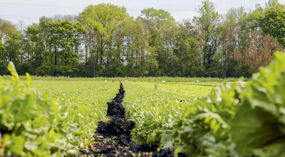 Autrefois un mar&#xE9;cage, aujourd&#x2019;hui une zone de culture fertile.&#xA0;