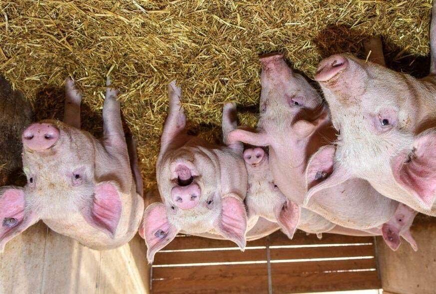 En phase de finition, les porcs d&#x2019;engraissement ont besoin de moins de vitamines et d&#x2019;oligo&#xE9;l&#xE9;ments que ce que l&#x2019;on estim...