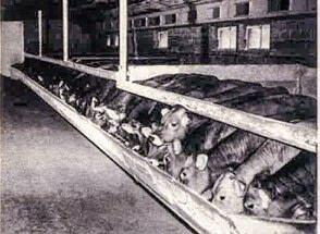 Une &#xE9;table d&#x2019;engraissement typique des ann&#xE9;es 70.&#xA0;