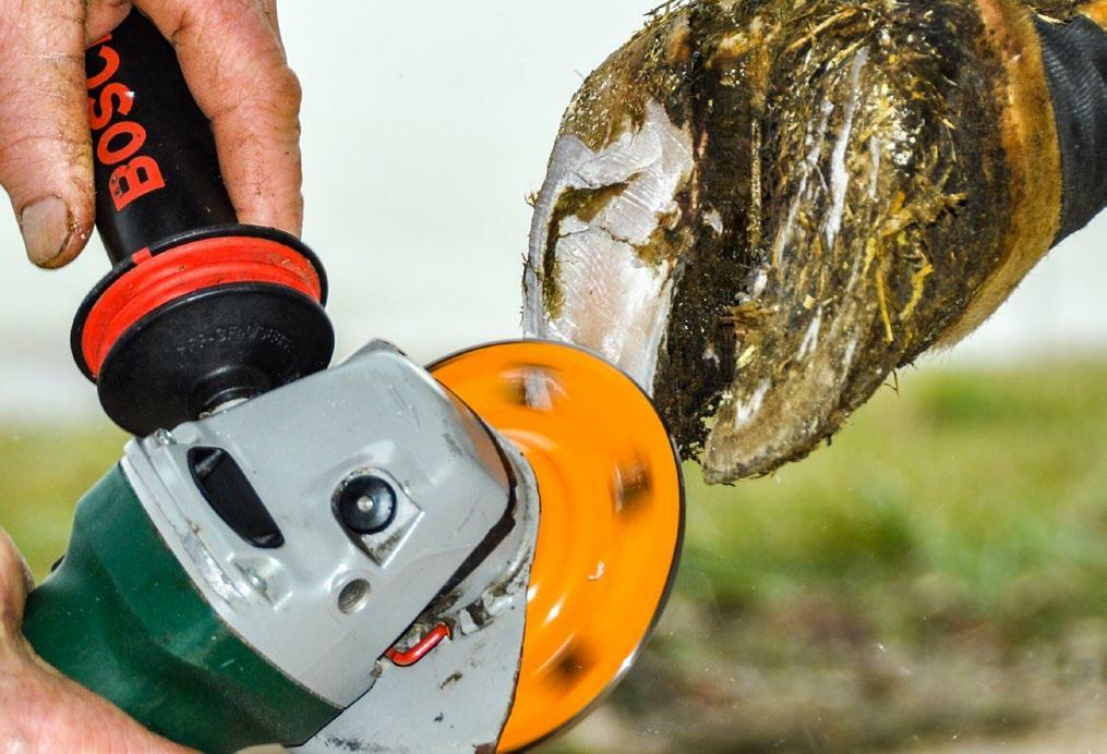 Le parage des onglons commence par l’onglon le plus grand.