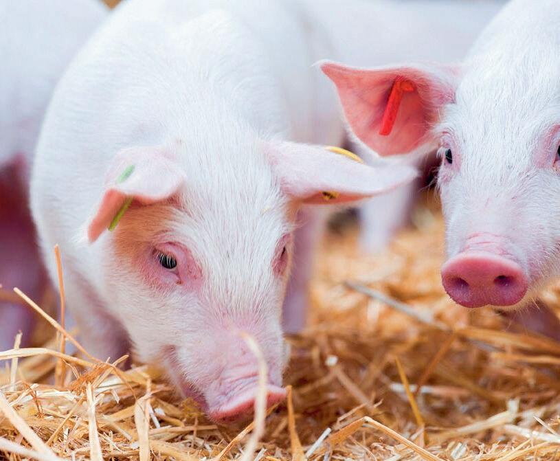 Les animaux doivent toujours avoir une possibilit&#xE9; d&#x2019;occupation comme pour fouiller et m&#xE2;cher. Comme par exemple avec de la paille long...
