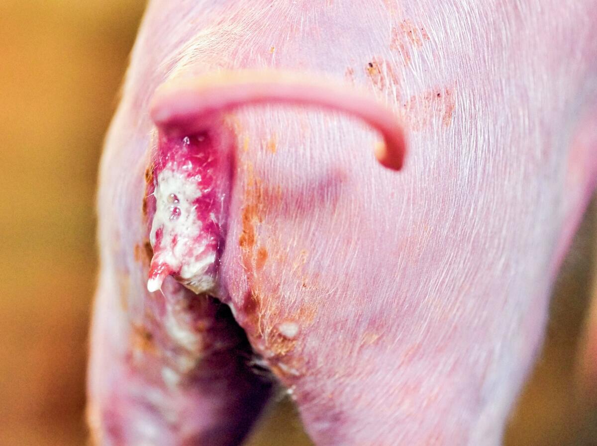 La diarrhée au cours des premiers jours de vie induit souvent un taux de mortalité élevé.