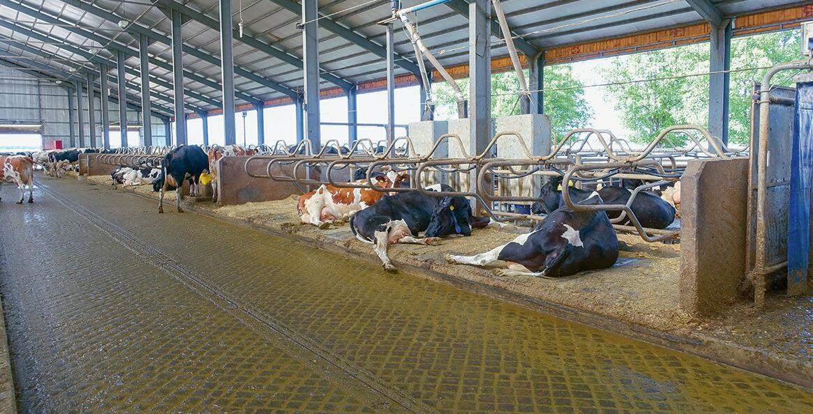 La stabulation libre n&#x2019;est pas encore pleine.