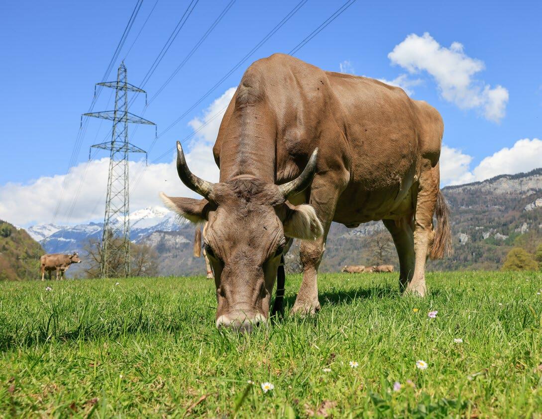 Pour que le fourrage soit valorisé au mieux il doit être de haute qualité ; la flore ruminale joue sur ce plan également un rôl...