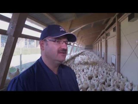 Einstieg in die Eierproduktion - Ein lohnenswerter Entscheid