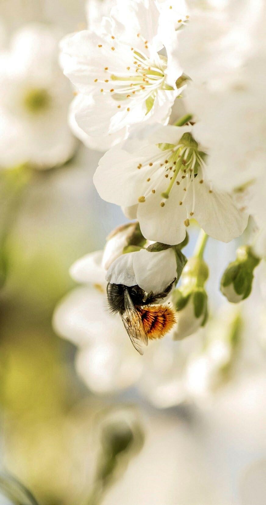 Eine Geh&#xF6;rnte Mauerbiene bei der Best&#xE4;ubung einer
Kirschbl&#xFC;te.