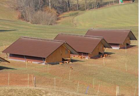 Biobetrieb gesucht für Bruderhahn- und Pouletmast mit Hofschlachtung