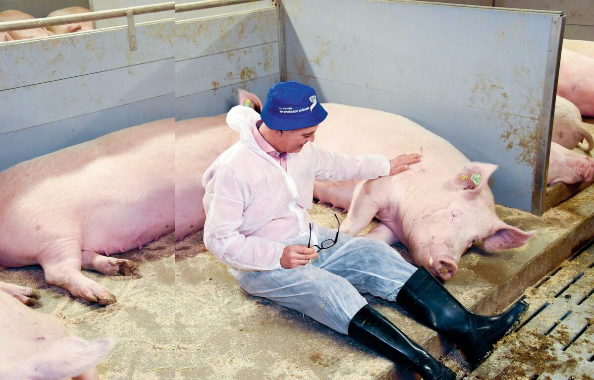 Lors de ses visites d’exploitation, Kees Scheepens se glisse dans la peau des porcs.