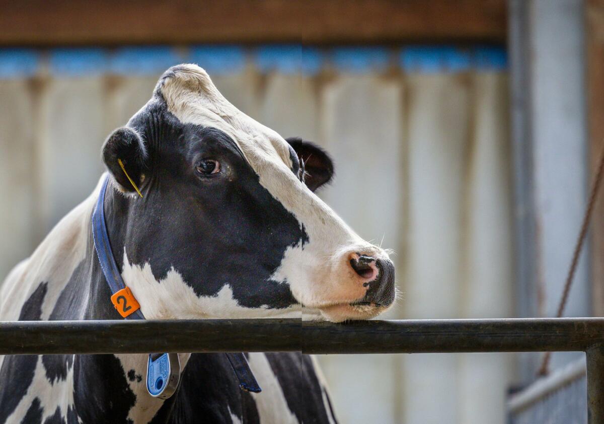Gérer la phase de lactation - La vache la plus importante de l'étable 