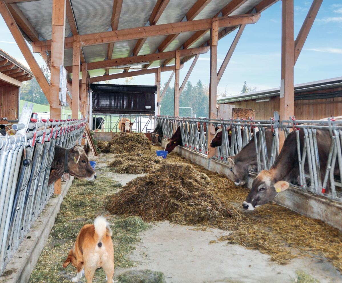 Hanspeter Renggli gère une exploitation à Ruswil (LU). Il détient des porcs à l’engrais, du bétail laitier et él&#x...