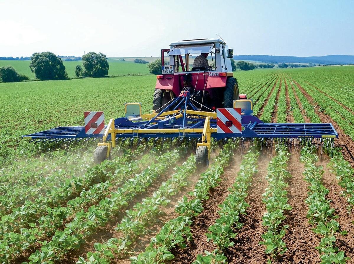Der Striegel von Treffler in Sojabohnen. 