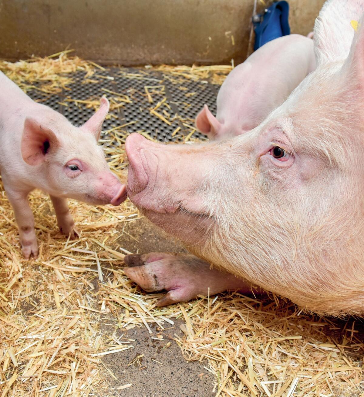Habituer le porcelet à l’alimentation solide permet d’éviter 


un arrêt de la croissance après le sevrage. 