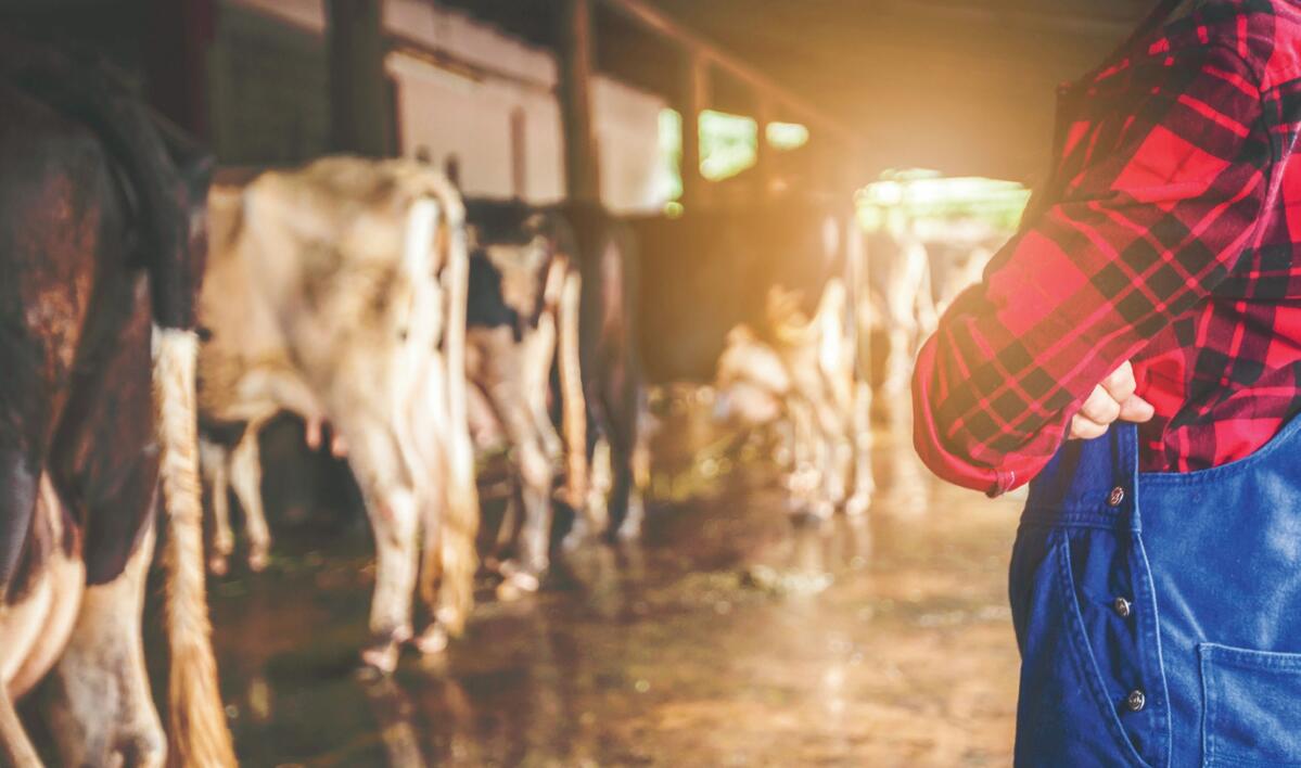 Presque tous les agriculteurs sous-estiment les probl&#xE8;mes de c&#xE9;tose dans leur exploitation.