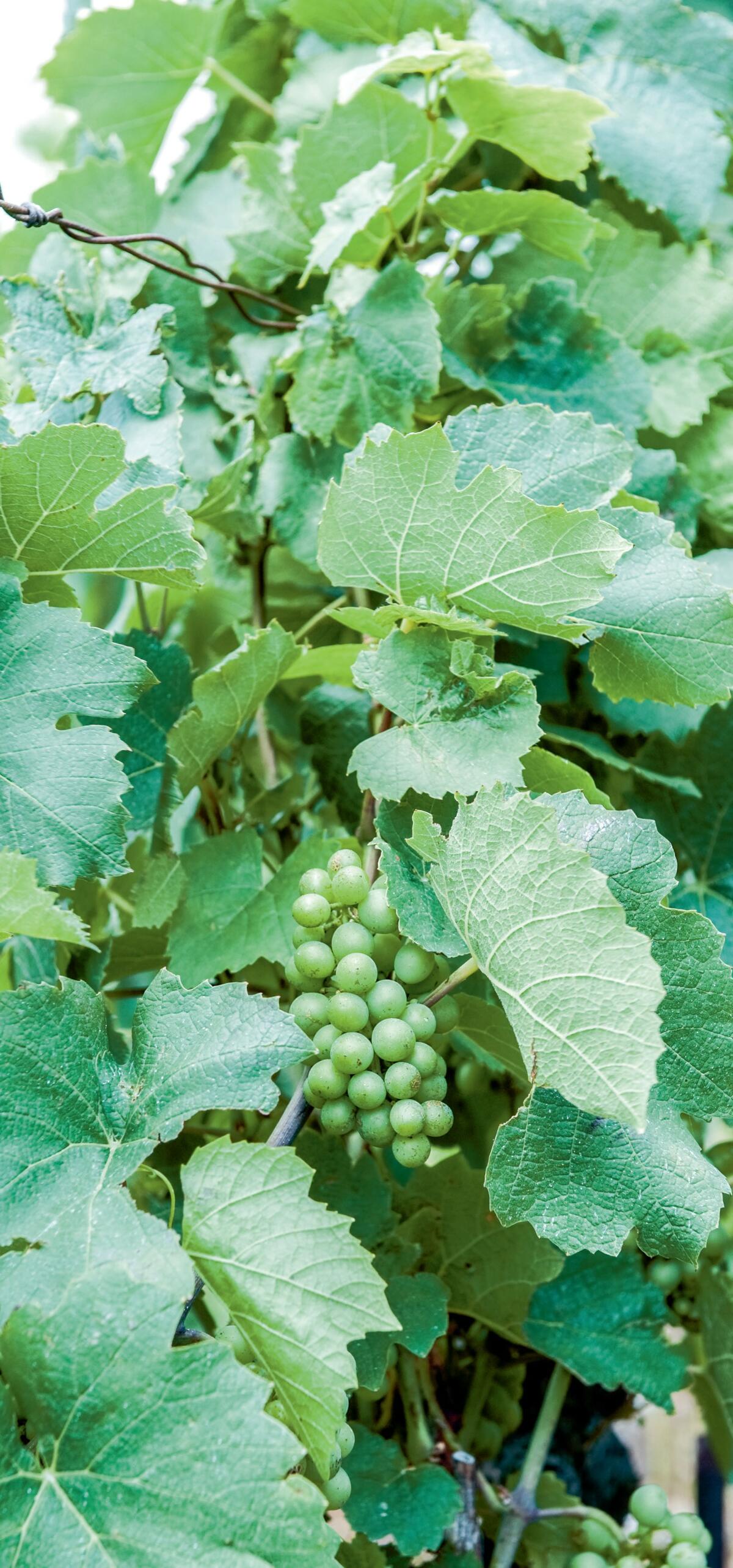 Une protection adaptée pour le feuillage et la récolte assure une qualité optimale.