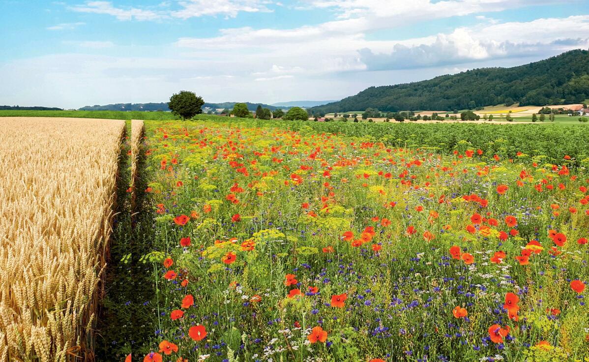 Les bandes fleuries favorisent les auxiliaires et permettent par cons&#xE9;quent de diminuer l&#x2019;utilisation de produits phytosanitaires.